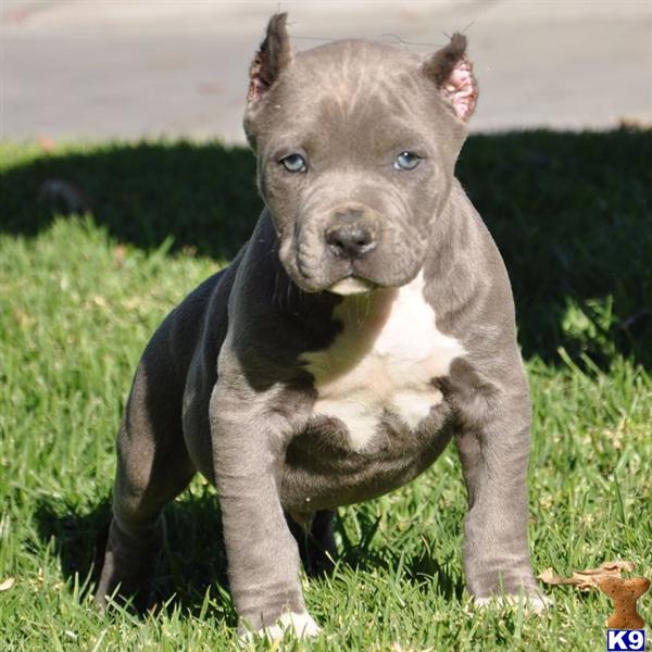 American Pit Bull Puppy for Sale TSUNAMI....SOLD...SOLD...SOLD.....WWW